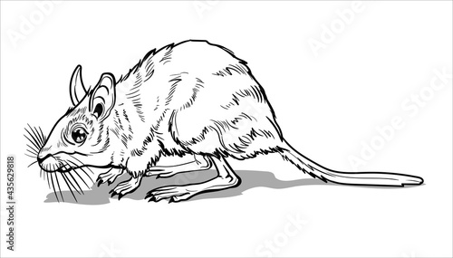 Light Small Jumper. A jerboa, a small animal, a field yellow mouse with a very long tail.Coloring page for children and adults, hand drawn illustration