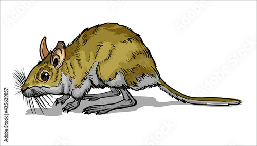 Light Small Jumper. A jerboa, a small animal, a field yellow mouse with a very long tail. Mouse, a rodent with a long tail. Isolate, full color with stroke vector illustration