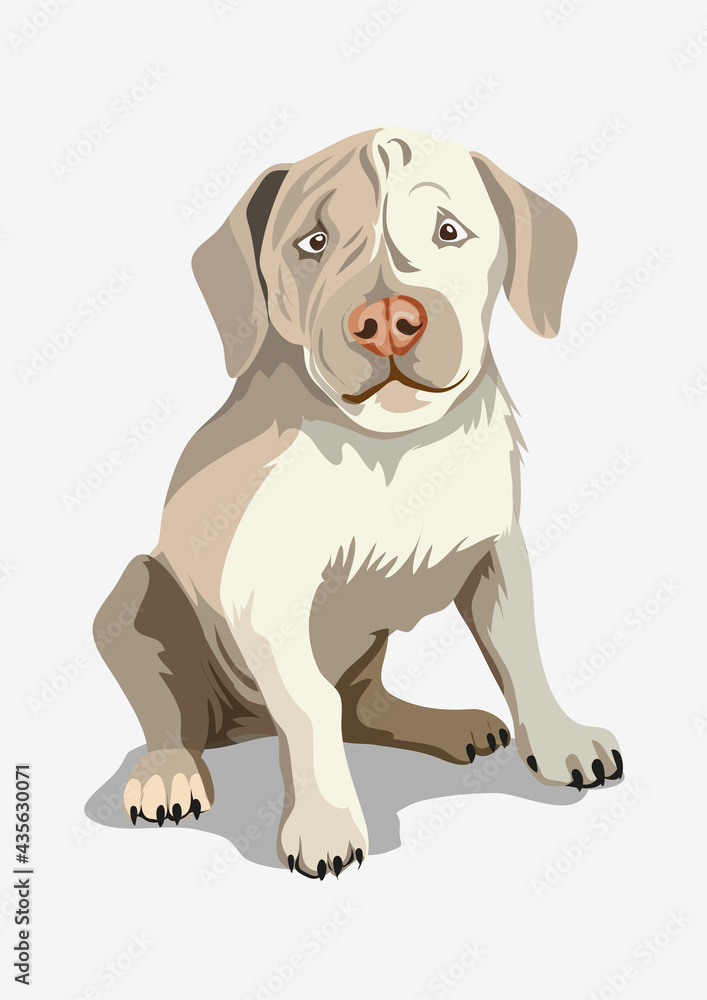 Cute beautiful white dog. Shar Pei or little bulldog. A beautiful white dog sitting on a ground. Isolate. Vector illustration Cute beautiful white dog. Shar Pei or little bulldog. A beautiful white dog sitting on a ground. Isolate. Vector illustration