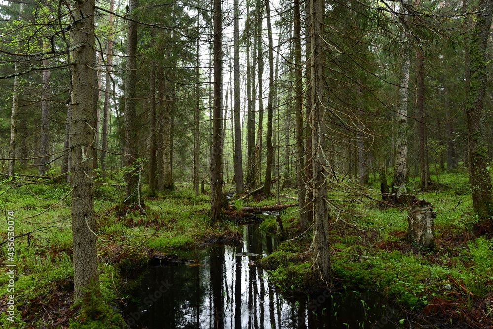 Fototapeta premium Spring brook between forest tree roots