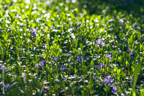 Ground covered with blossoming Vinca minor plant  common names lesser periwinkle or dwarf periwinkle 