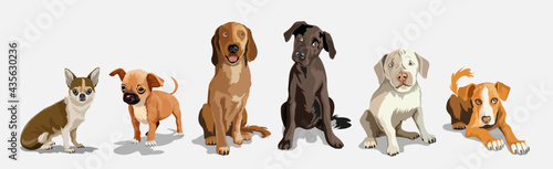 Collection with cute dogs of different breeds. Set of funny dogs, on a white background. Furry human friends home animals