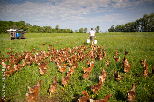 A farmer preparing to feed his flock of free range chickens at Rockland Farm near Seneca, Maryland photo