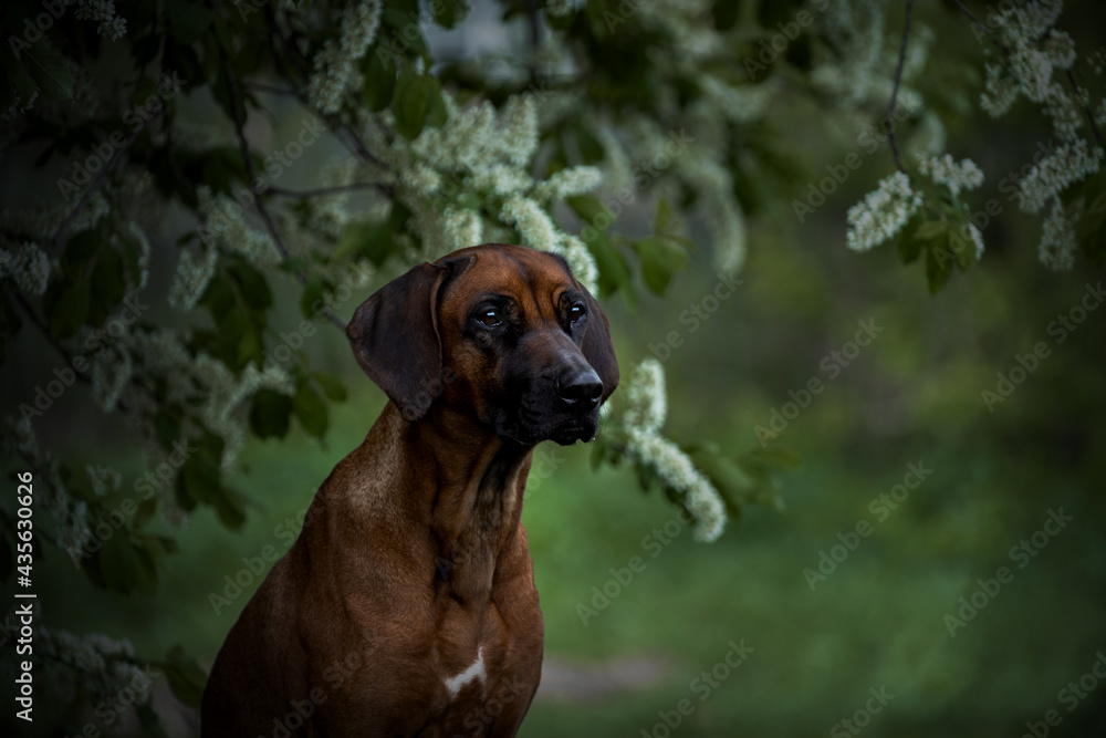 pretty dog poking his head out of a tree in bloom