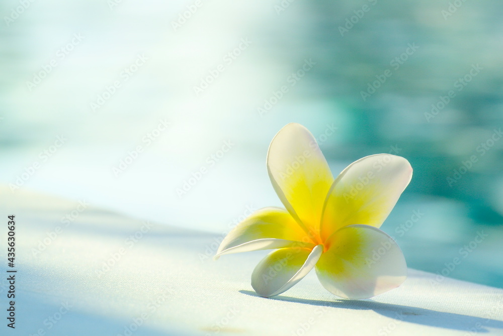 white flower ( Plumeria and Frangipani ) and shadow on floor, blur water in morning light as background with copy space white flower ( Plumeria and Frangipani ) and shadow on floor, blur water in morning light as background with copy space