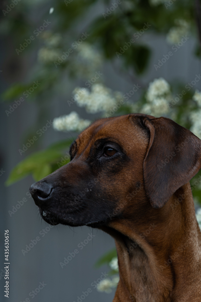 pretty dog poking his head out of a tree in bloom