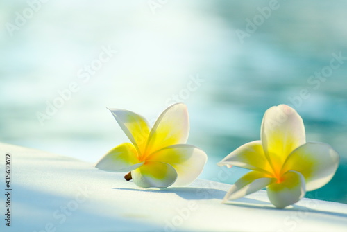 white flower ( Plumeria and Frangipani ) and shadow on floor, blur water in morning light as background with copy space