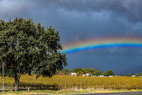 rainbow over the vineyard