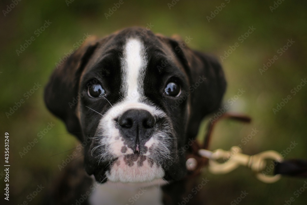 Beautiful brindle boxer puppy is sitting in the park Beautiful brindle boxer puppy is sitting in the park