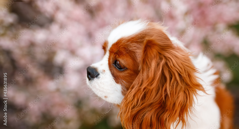 Portrait of Cavalier King Charles Spaniel. A beautiful breed of dogs.