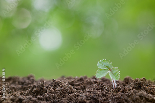 plant growth on green background