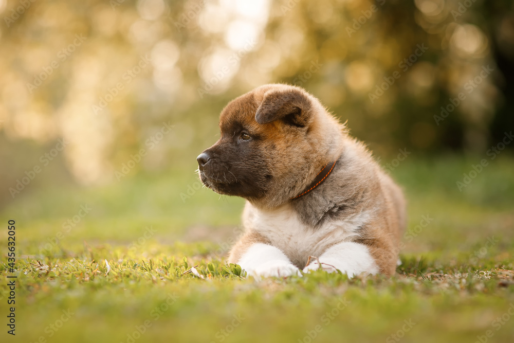 American Akita dog puppy lies on the lawn.  A beautiful breed of dogs.