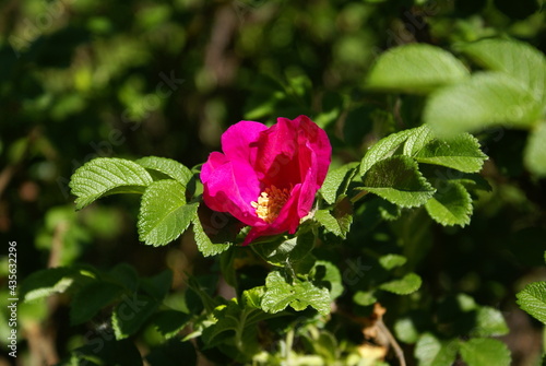 pink rosehip flower blooms under the sun