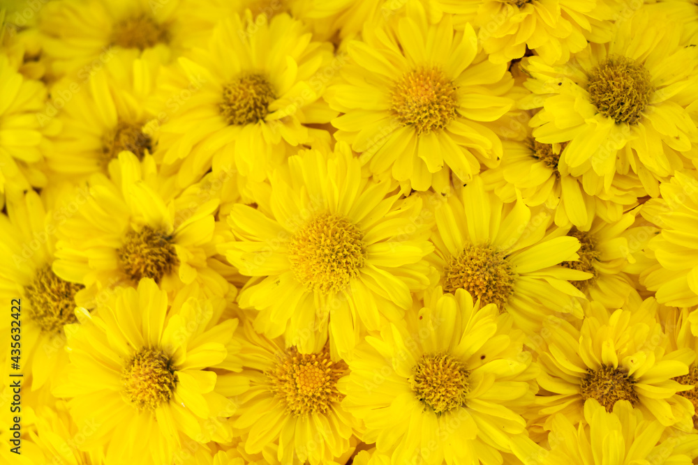 Closed up of yellow color Chrysanthemum flower pattern background Closed up of yellow color Chrysanthemum flower pattern background