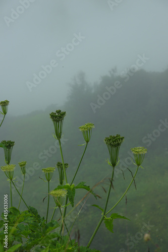flower in the mist photo