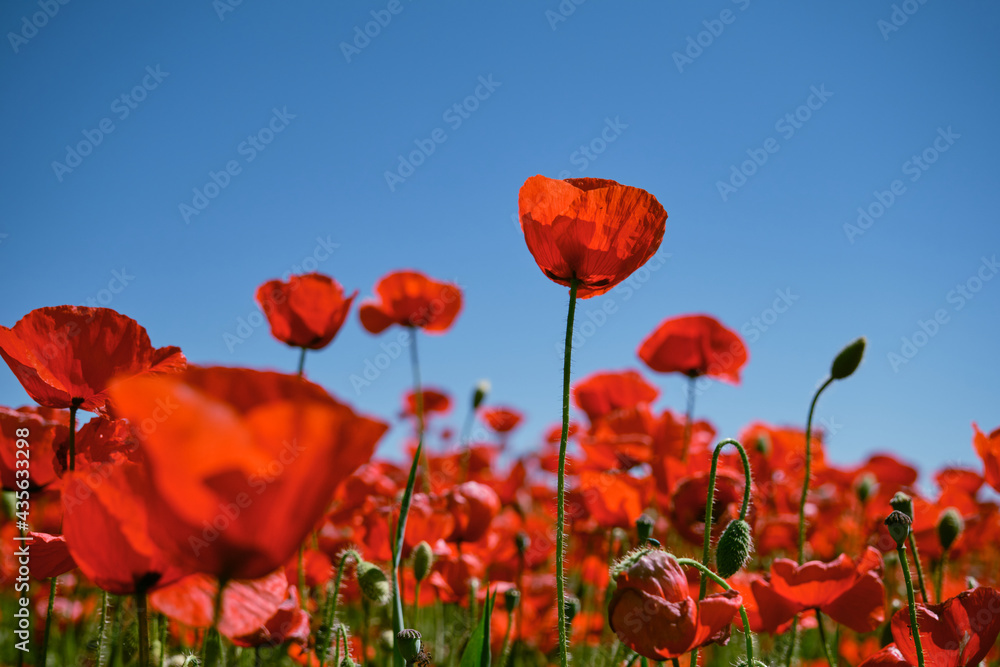 Obraz premium Red poppy flowers blooming
