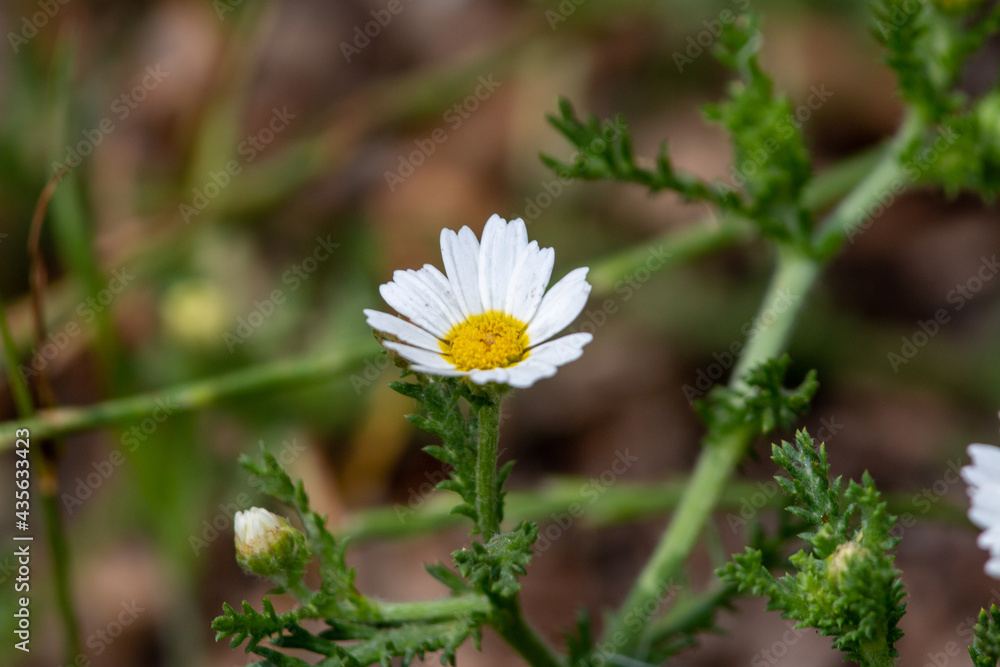White Marguerite daisy close up White Marguerite daisy close up