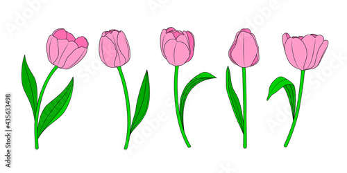 Five pink tulips flower. Vector illustration.