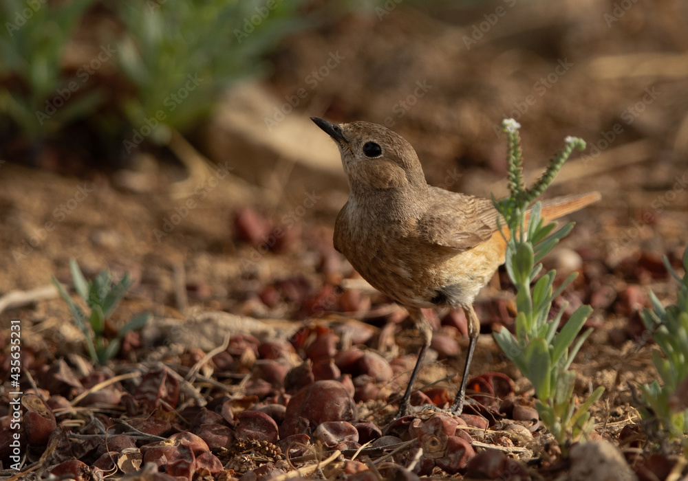 Common Redstart female perched on gorund, Bahrain Common Redstart female perched on gorund, Bahrain