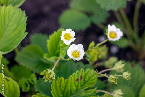 white flower with blurred background