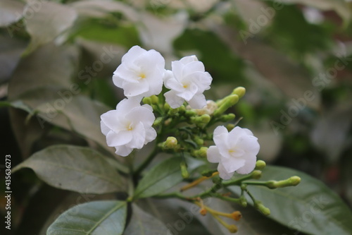 Chandni flower tree in india Tabernaemontana coronaria plant