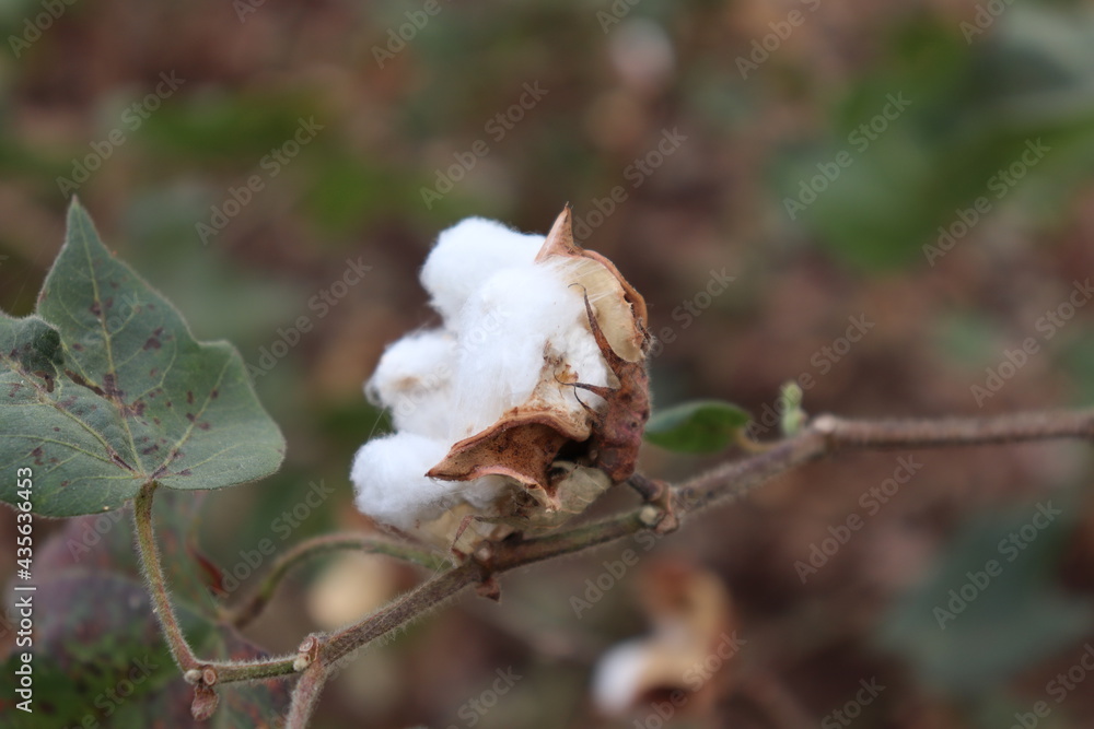 Cotton plants field. Sunny day Photo Cotton plants field. Sunny day Photo