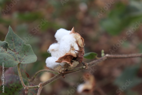 Cotton plants field. Sunny day Photo © sandeep