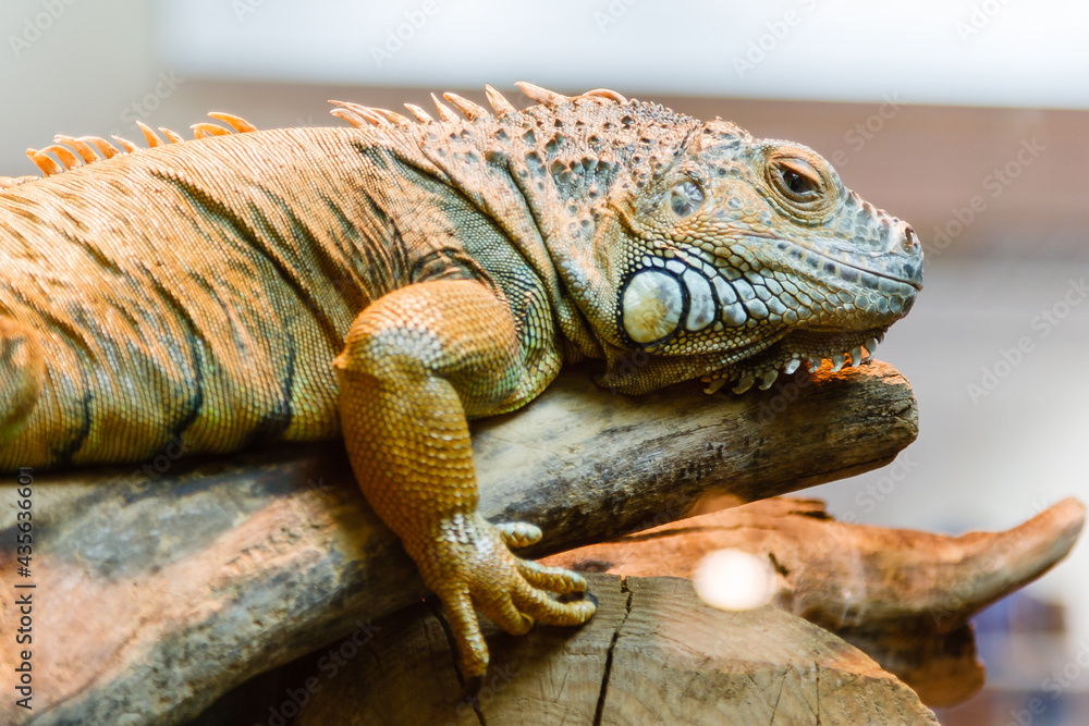 Obraz premium lizard