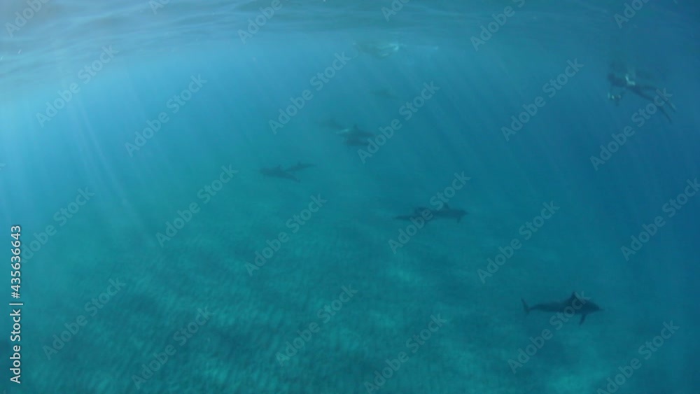 Close-Up Slow Motion Shot Of People Swimming With Dolphins In Sea During Vacation - Big Island, Hawaii Close-Up Slow Motion Shot Of People Swimming With Dolphins In Sea During Vacation - Big Island, Hawaii