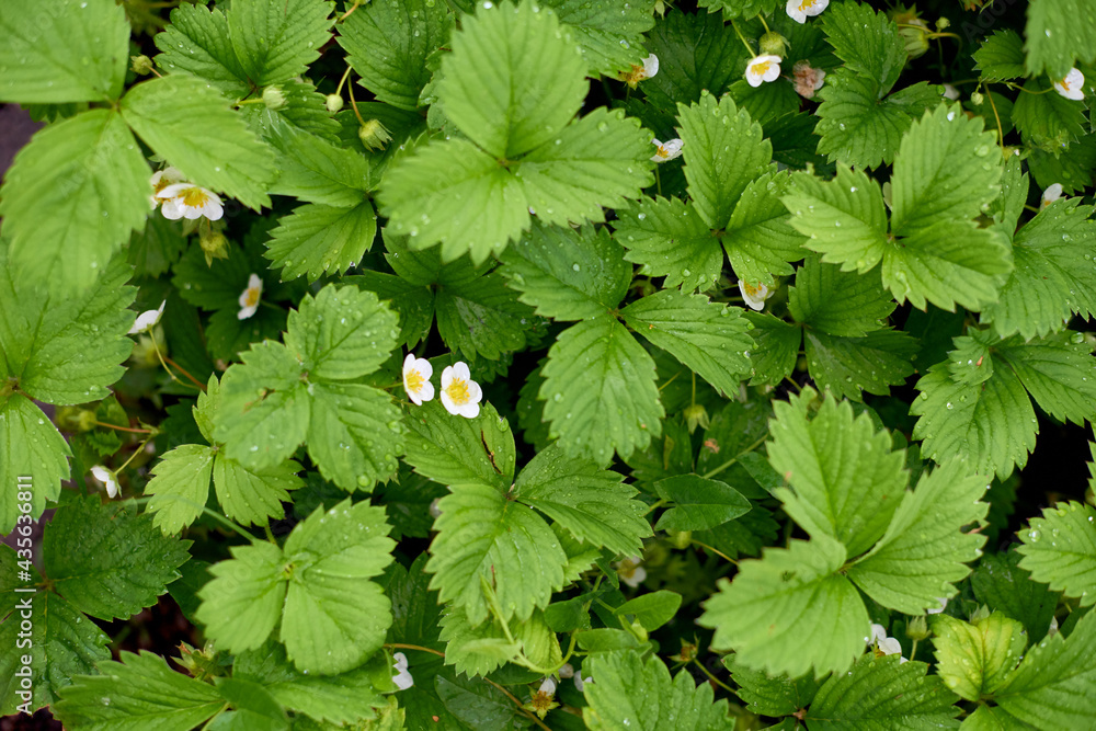 strawberry leaves with big drops of dew or rain. shallow depth of field photo strawberry leaves with big drops of dew or rain. shallow depth of field photo