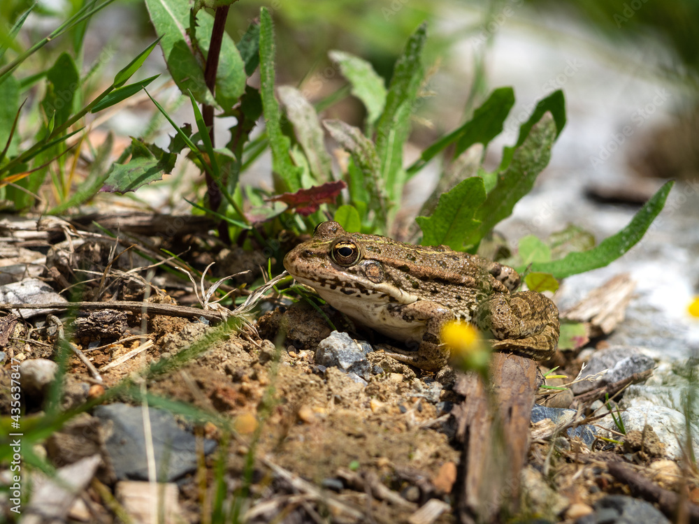 Fototapeta premium A frog perched on the ground