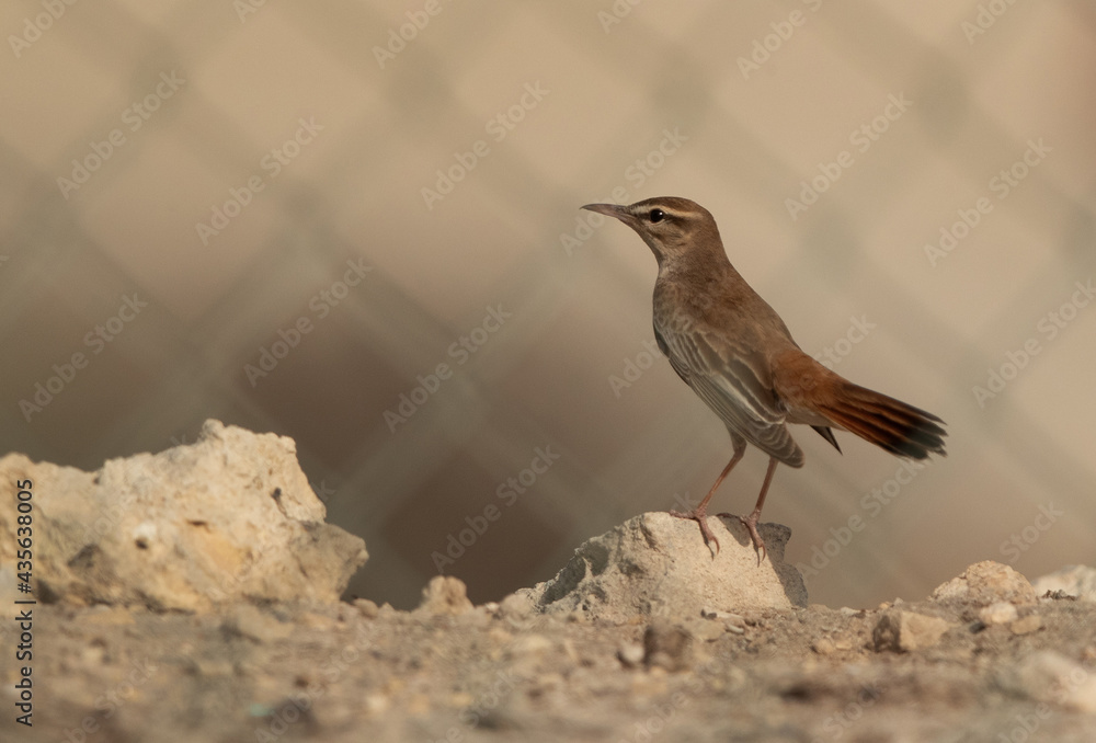 Rufous-tailed Scrub Robin at Hamala, Bahrain Rufous-tailed Scrub Robin at Hamala, Bahrain
