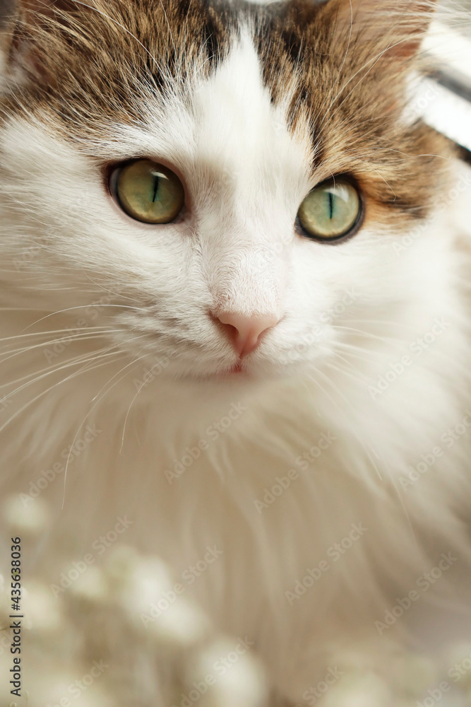 portrait of a cat portrait of a cat