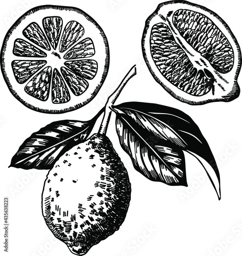 Lemon on a branch with leaves and lemon in a cut, vector