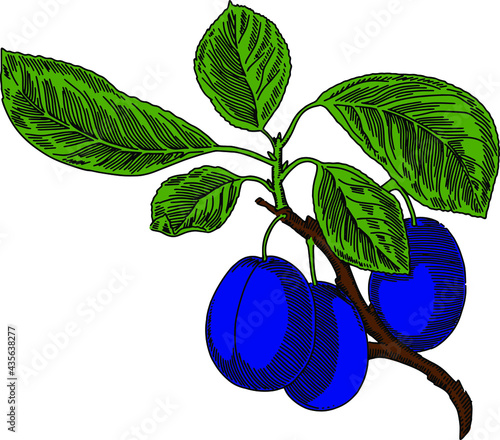 Plums on a branch with leaves. Color illustration. Vector