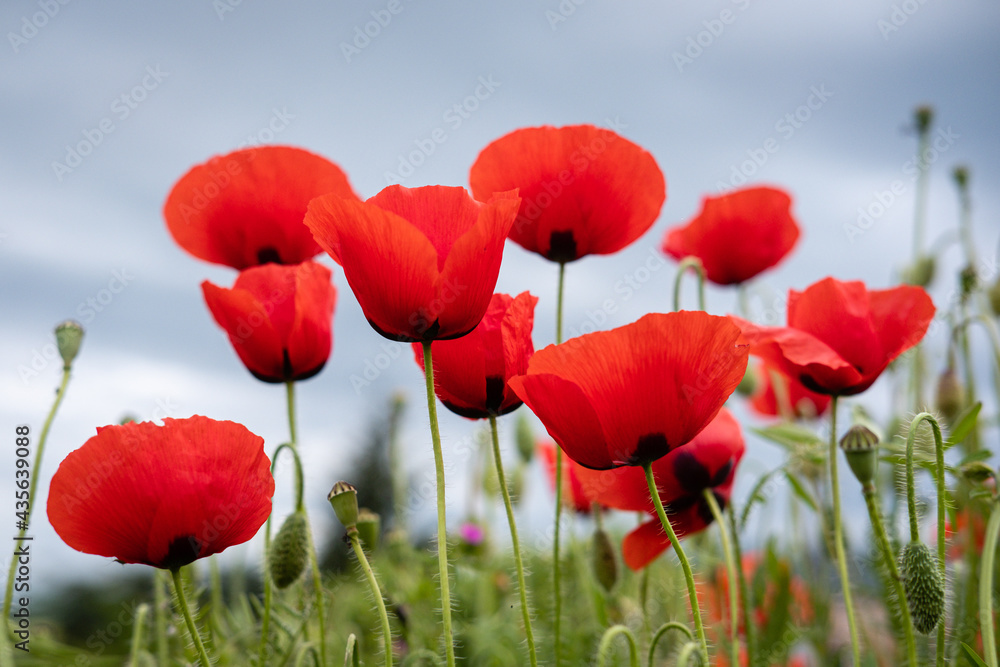 Obraz premium Coquelicots