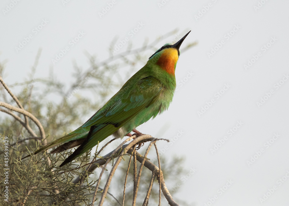 Obraz premium Blue-cheeked bee-eater looking up at Asker marsh, Bahrain