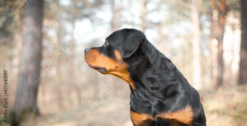 фотографія Rottweiler dog portrait in the forest on yellow light background