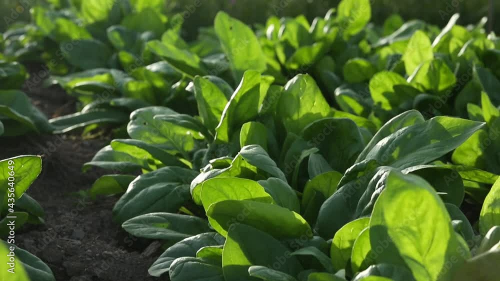 Video of fresh green salad in garden Video of fresh green salad in garden