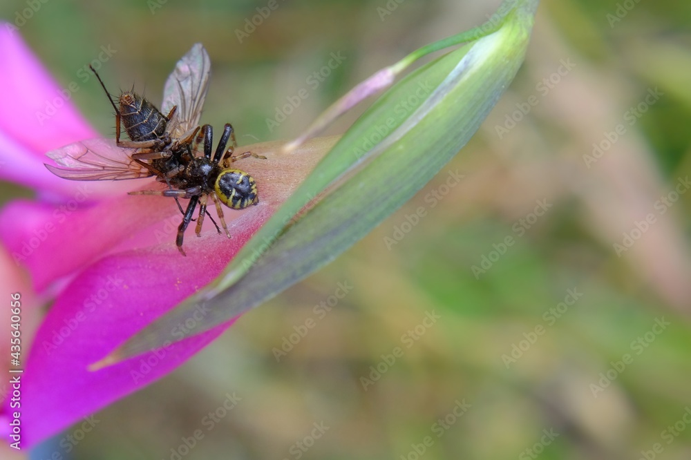 spider that preys fly, on flower spider that preys fly, on flower