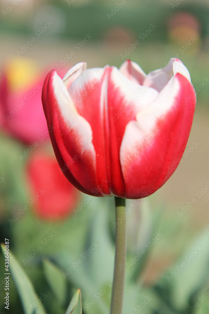 Fototapeta premium red tulip close up
