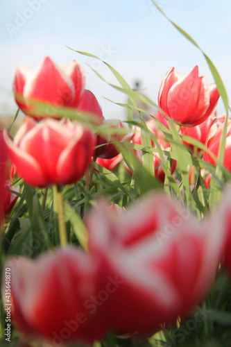 tulips in the garden