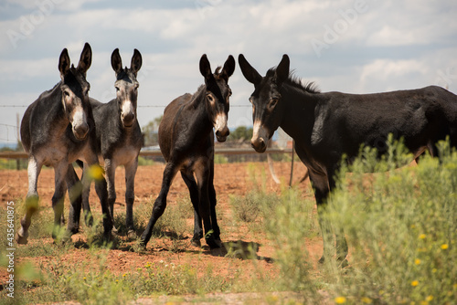 Group of 4 mule friends