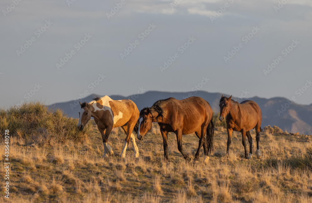 Herd of Wild Horses in the Utah Desert Herd of Wild Horses in the Utah Desert