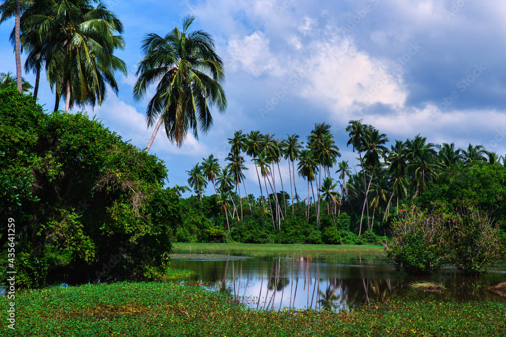 Beautiful tropical landscape with palms.