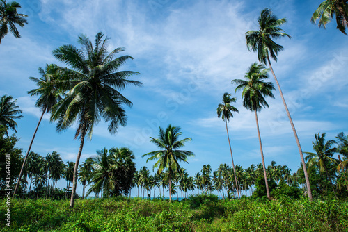 Beautiful tropical landscape with palms.