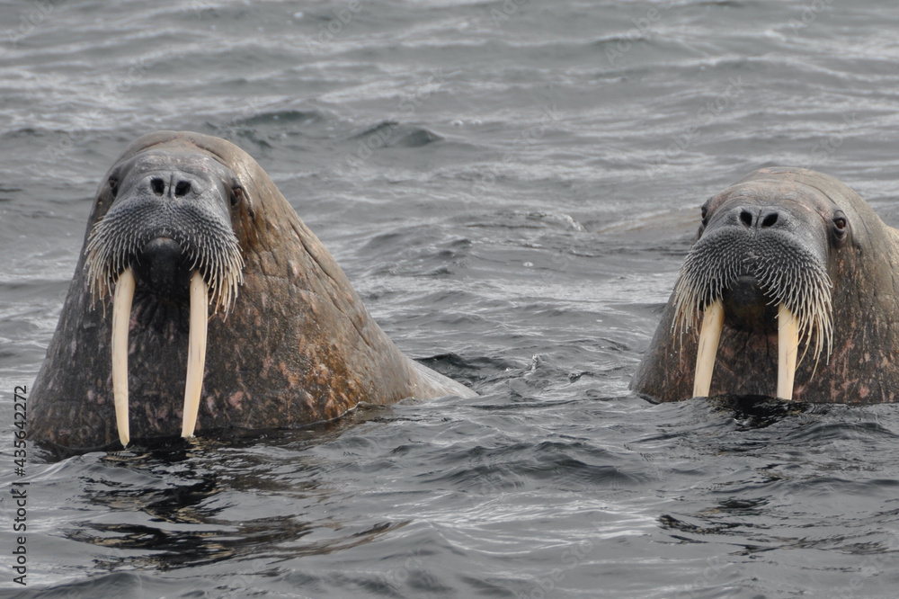 Fototapeta premium Walrösser bei Spitzbergen