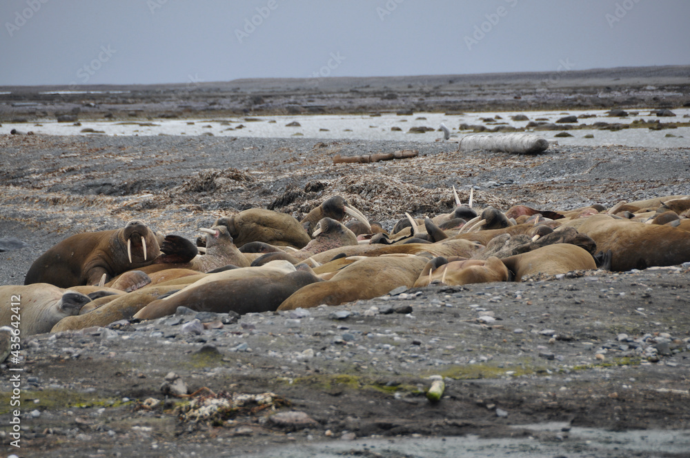 Fototapeta premium Walrösser bei Spitzbergen
