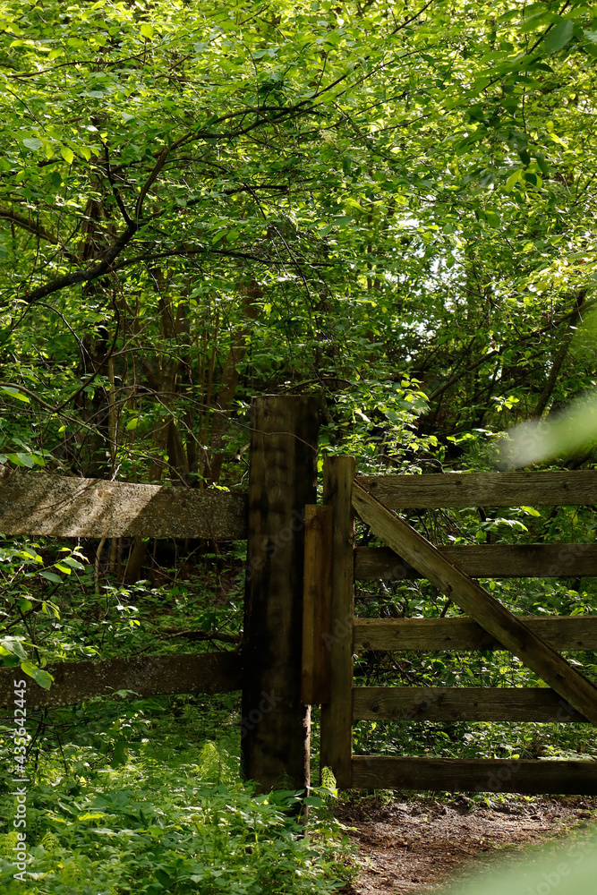 wooden fence in the forest wooden fence in the forest