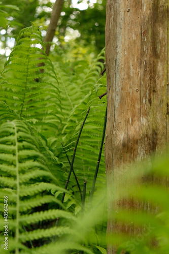 fern close-up in the forest